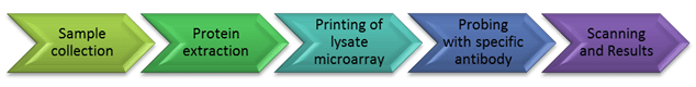 Protein Pathway Profiling